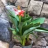 Kép 6/9 - Canna rose, több töves, erős növények