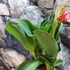 Kép 7/9 - Canna rose, több töves, erős növények