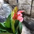 Kép 8/9 - Canna rose, több töves, erős növények