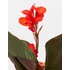 Kép 2/8 - Canna Atlantic Beauty