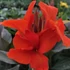 Kép 1/8 - Canna Atlantic Beauty