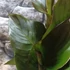 Kép 5/8 - Canna Atlantic Beauty