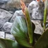 Kép 6/8 - Canna Atlantic Beauty