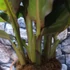 Kép 7/8 - Canna Atlantic Beauty