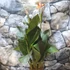 Kép 8/8 - Canna Atlantic Beauty