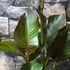Kép 4/8 - Canna Atlantic Beauty
