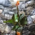Kép 3/8 - Canna Atlantic Beauty