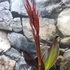 Kép 3/7 - Canna Red Velvet