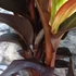 Kép 4/7 - Canna Red Velvet