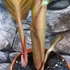 Kép 6/6 - Canna durban
