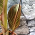 Kép 5/6 - Canna durban