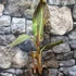 Kép 4/6 - Canna durban