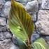 Kép 3/6 - Canna durban