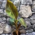 Kép 2/6 - Canna durban