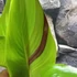 Kép 4/6 - Canna Cleopatra