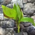 Kép 2/6 - Canna Cleopatra