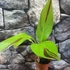 Kép 3/6 - Canna Cleopatra