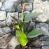 Kép 4/6 - Canna 'Pacific Beauty', több töves, erős növények