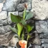 Kép 2/6 - Canna 'Pacific Beauty', több töves, erős növények