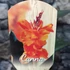 Kép 6/6 - Canna 'Pacific Beauty', több töves, erős növények