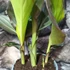 Kép 3/6 - Canna 'Pacific Beauty', több töves, erős növények