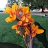 Kép 5/6 - Canna 'Pacific Beauty', több töves, erős növények