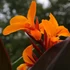 Kép 1/6 - Canna 'Pacific Beauty', több töves, erős növények
