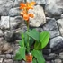 Kép 2/10 - Canna orange