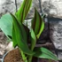 Kép 3/12 - Canna Cleopatra, több töves, erős növények