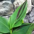Kép 5/12 - Canna Cleopatra, több töves, erős növények