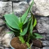 Kép 6/12 - Canna Cleopatra, több töves, erős növények