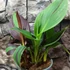 Kép 4/12 - Canna Cleopatra, több töves, erős növények