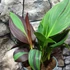 Kép 7/12 - Canna Cleopatra, több töves, erős növények