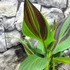 Kép 12/12 - Canna Cleopatra, több töves, erős növények
