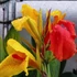 Kép 1/12 - Canna Cleopatra, több töves, erős növények