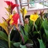 Kép 9/12 - Canna Cleopatra, több töves, erős növények