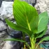 Kép 10/10 - Canna Striata Pretoria