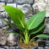 Kép 4/10 - Canna Striata Pretoria