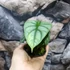 Kép 2/12 - Alocasia 'Silver Dragon' kokedama