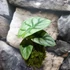 Kép 5/12 - Alocasia 'Silver Dragon' kokedama