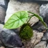 Kép 9/12 - Alocasia 'Silver Dragon' kokedama