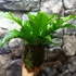 Kép 3/8 - Asplenium 'Gioia' kokedama