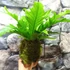 Kép 2/8 - Asplenium 'Gioia' kokedama