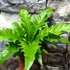 Kép 8/8 - Asplenium 'Gioia' kokedama