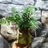 Kép 2/6 - Davallia tyermannii kokedama