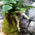 Kép 3/6 - Davallia tyermannii kokedama