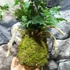 Kép 4/6 - Davallia tyermannii kokedama