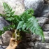 Kép 5/6 - Davallia tyermannii kokedama