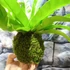 Kép 3/7 - Asplenium Crissie kokedama