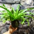 Kép 2/7 - Asplenium Crissie kokedama